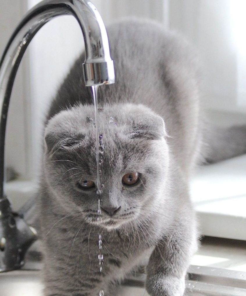 Grey cat playing with water