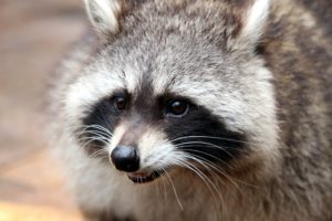 Raccoon Close Up of Face