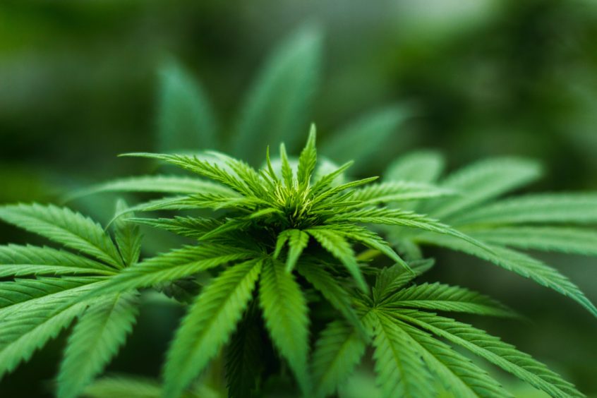 cannabis plant close up